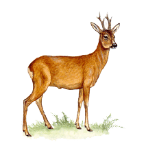 chevreuil